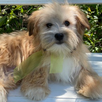 Nemo   Morkie, Morkie