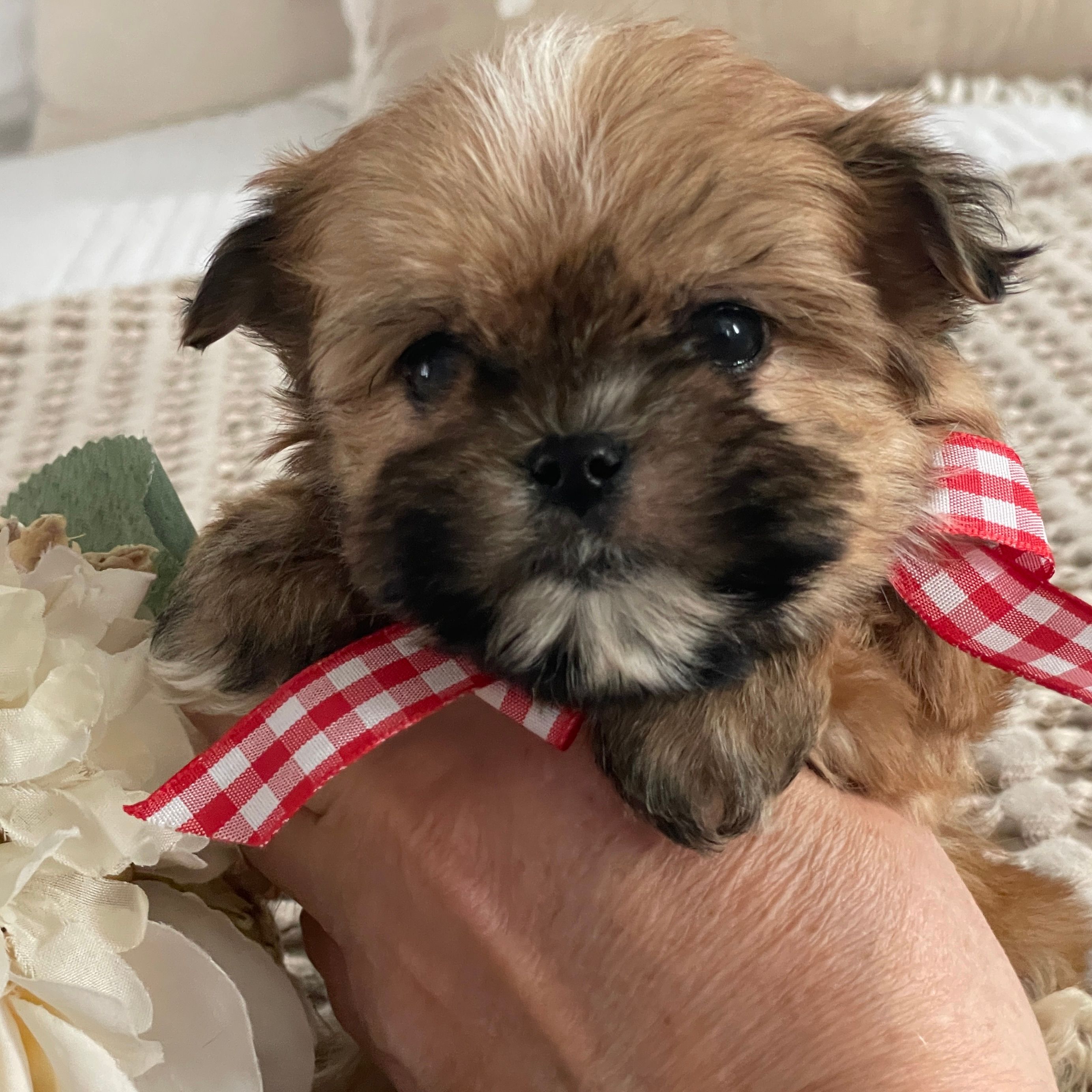 Teacup Nugget  Morkie, Morkie