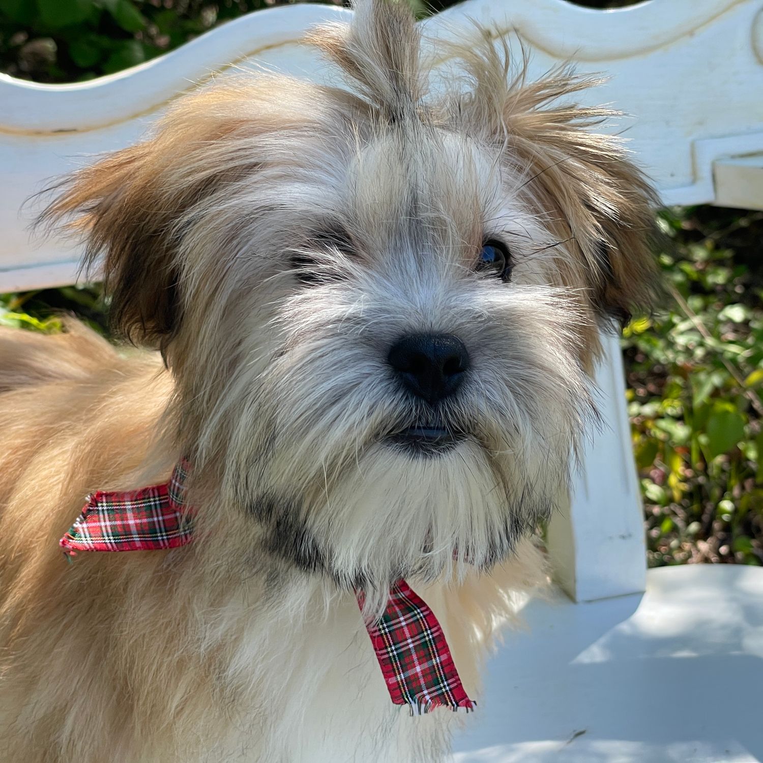 Nacho  Morkie