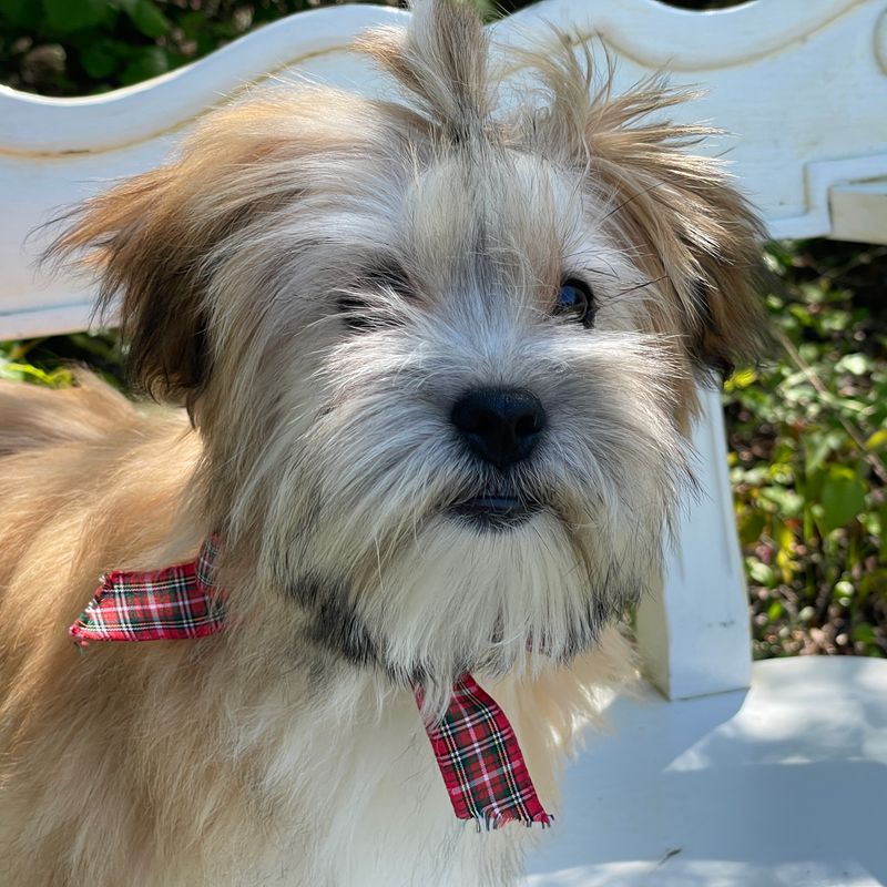 Nacho  Morkie
