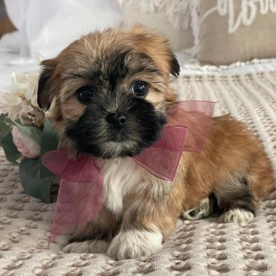 Nutella  Morkie, Morkie