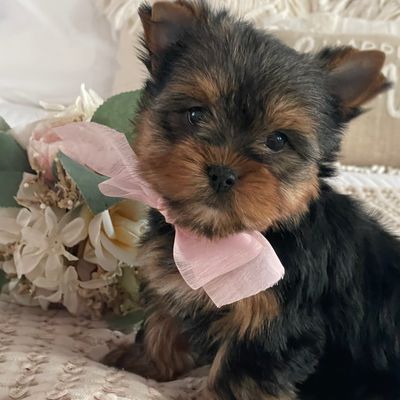 Nita  F1 Biewer Yorkie, Yorkshire Terrier