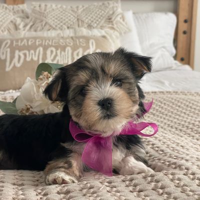 Nellie Morkie, Morkie