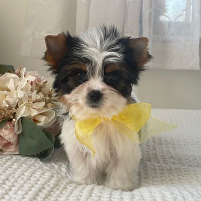 Tiny Minnie, Biewer Yorkie