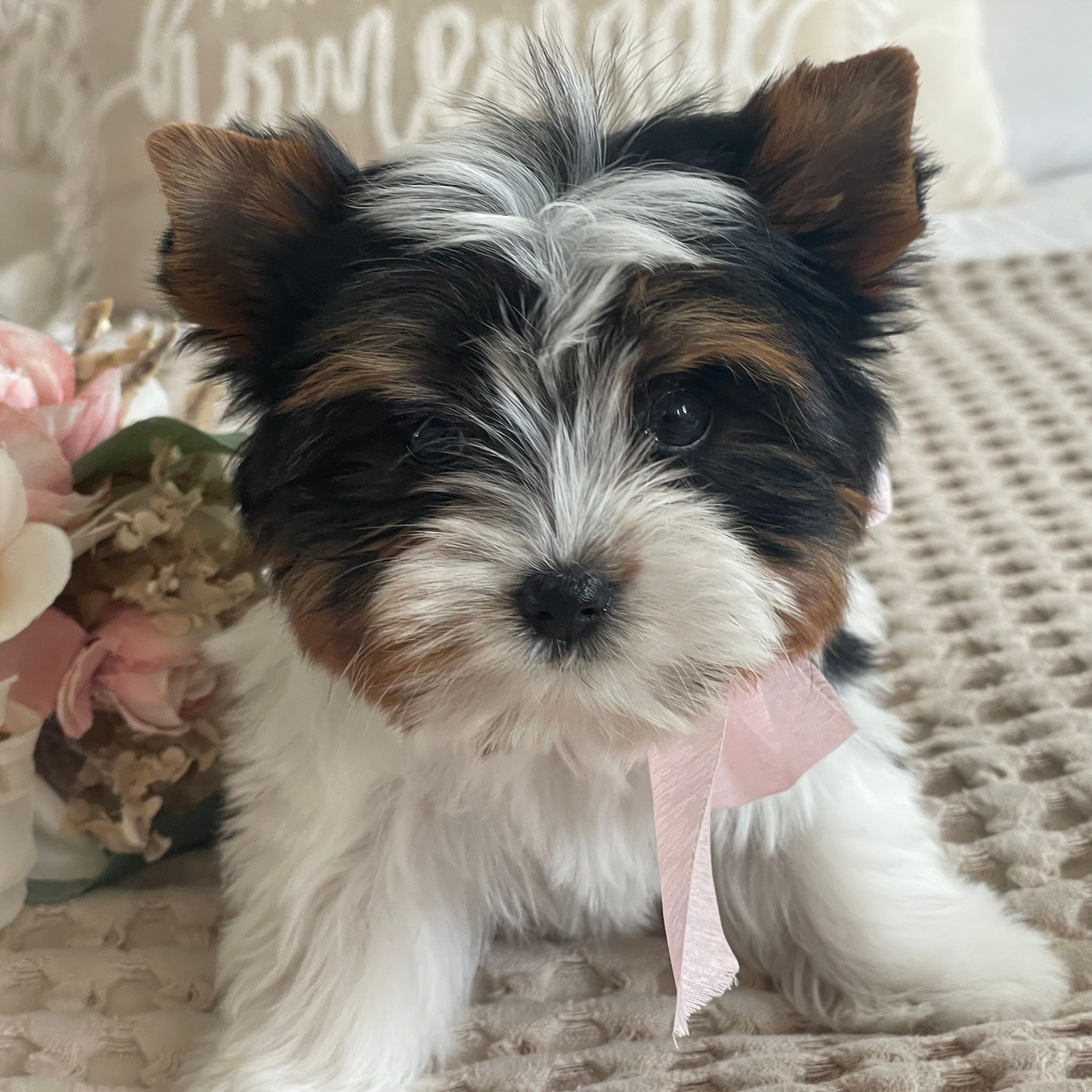 Baby Maya, Biewer Yorkie