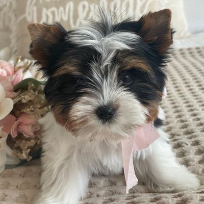 Baby Maya, Biewer Yorkie