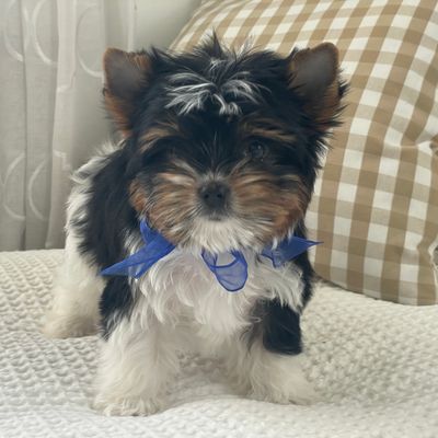 Milo, Biewer Yorkie