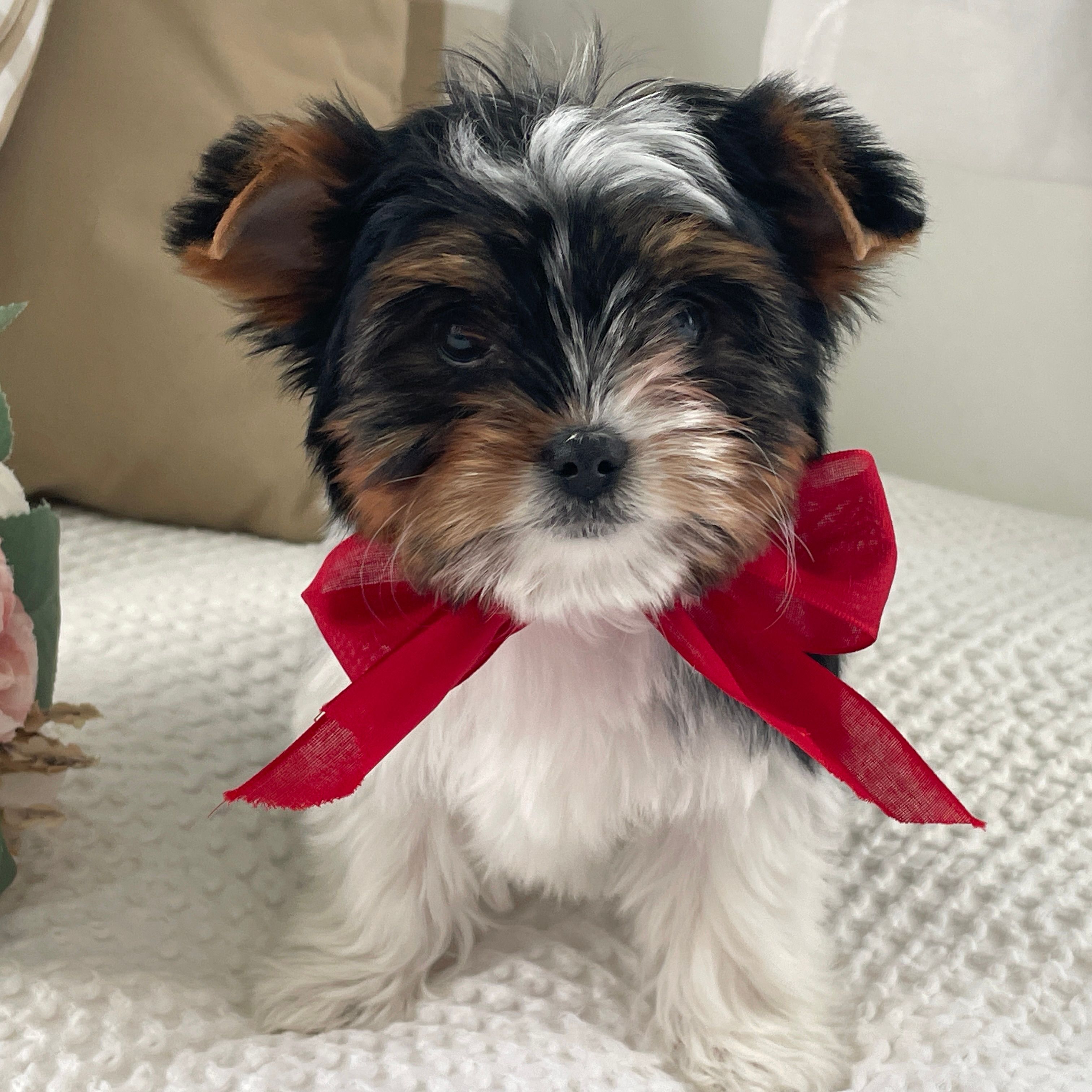 Molly, Biewer Yorkie