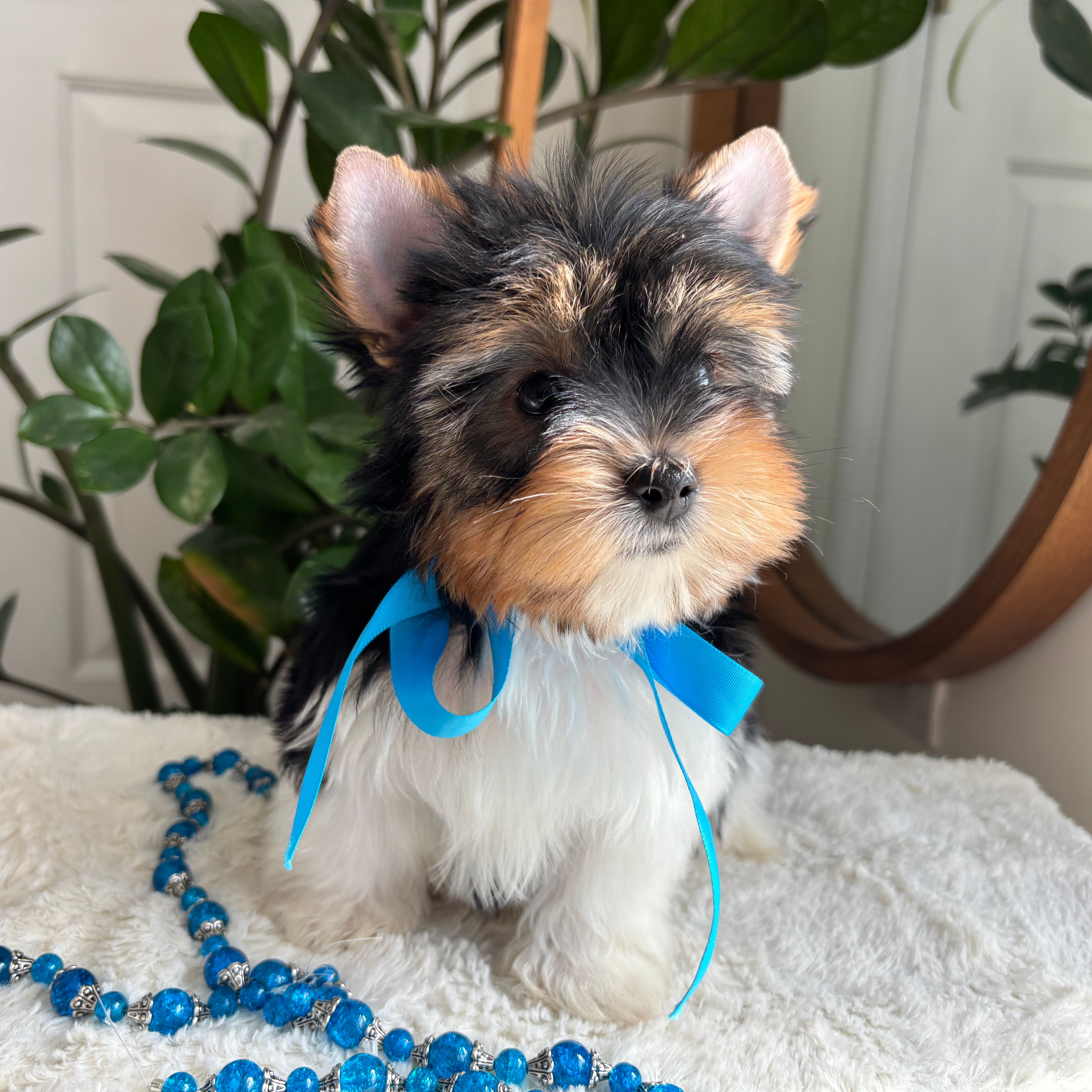 PeeWee, Biewer Yorkie