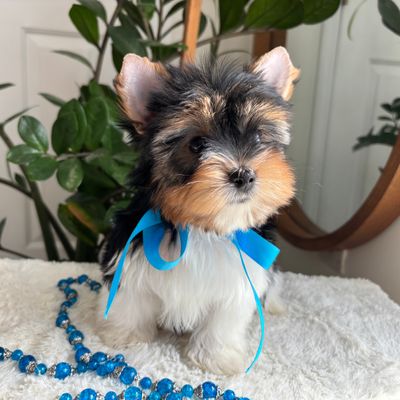 PeeWee, Biewer Yorkie