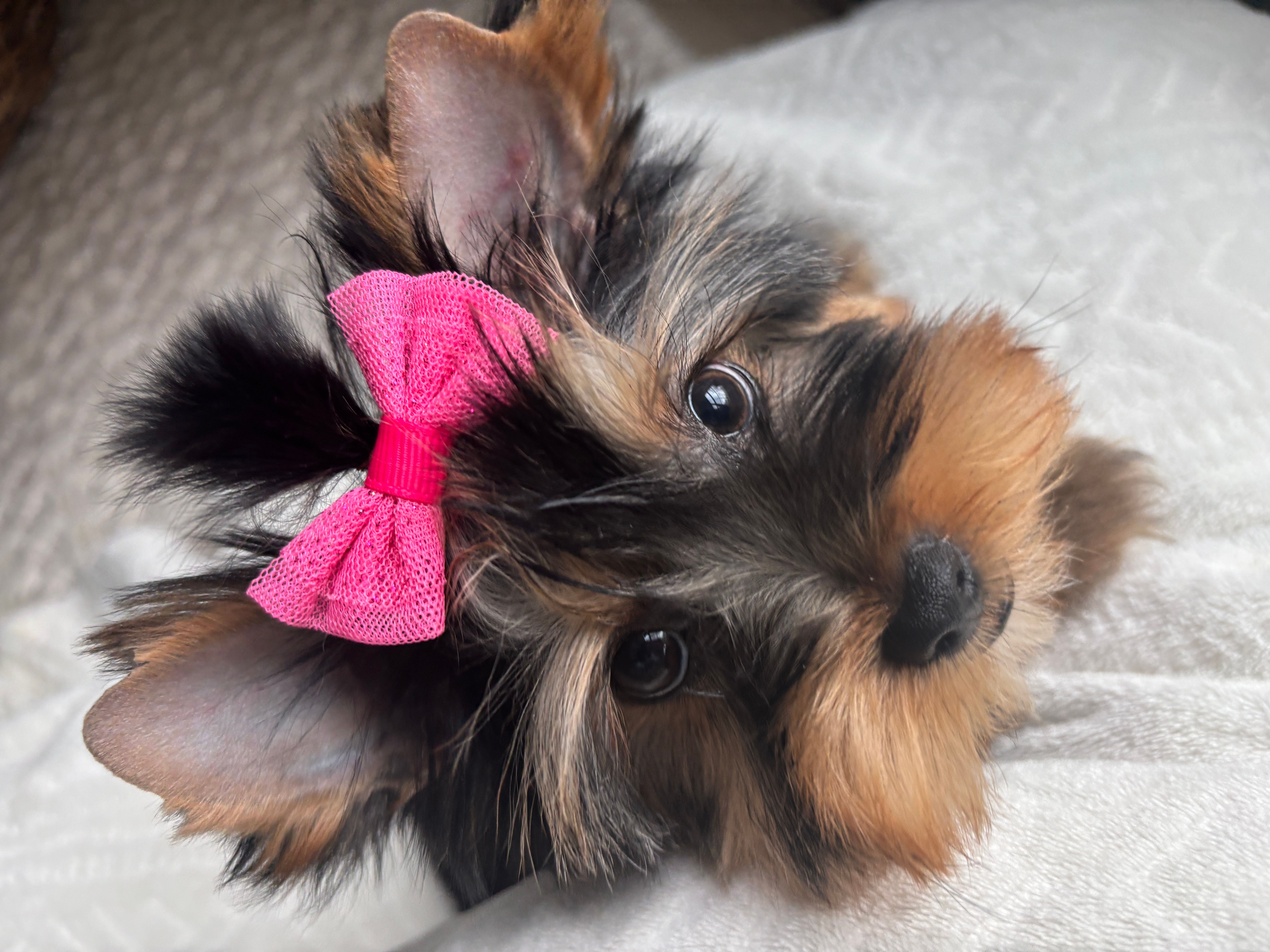 Baby Paige, Biewer Yorkie