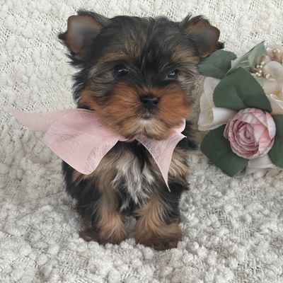 Tiny Bunni, F1 Biewer Yorkie