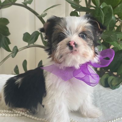 Zinka, Biewer Yorkie