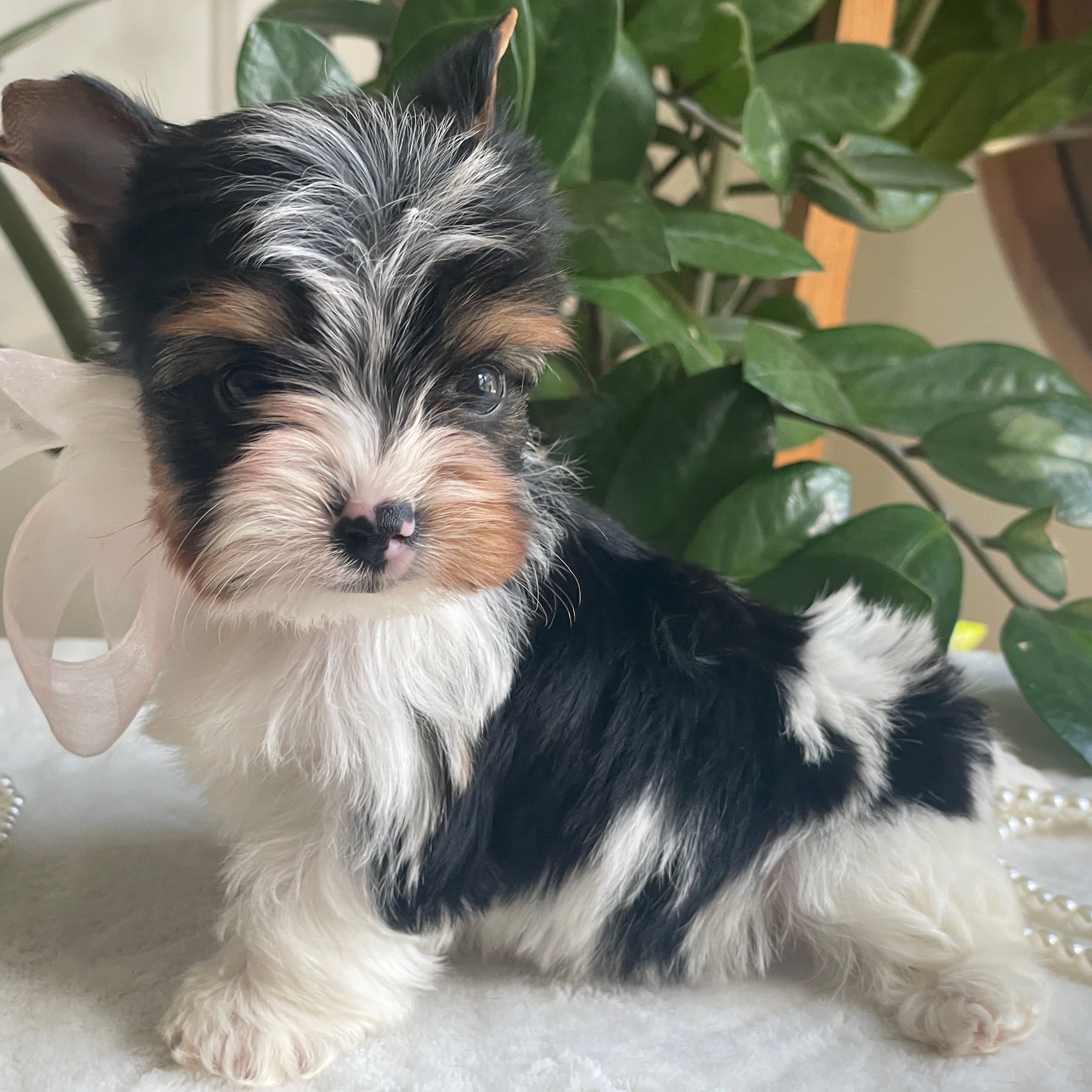 Teacup Zoe, Biewer Yorkie