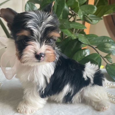 Teacup Zoe, Biewer Yorkie