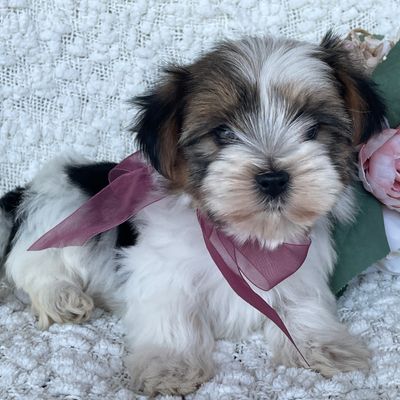 Ruby, Morkie