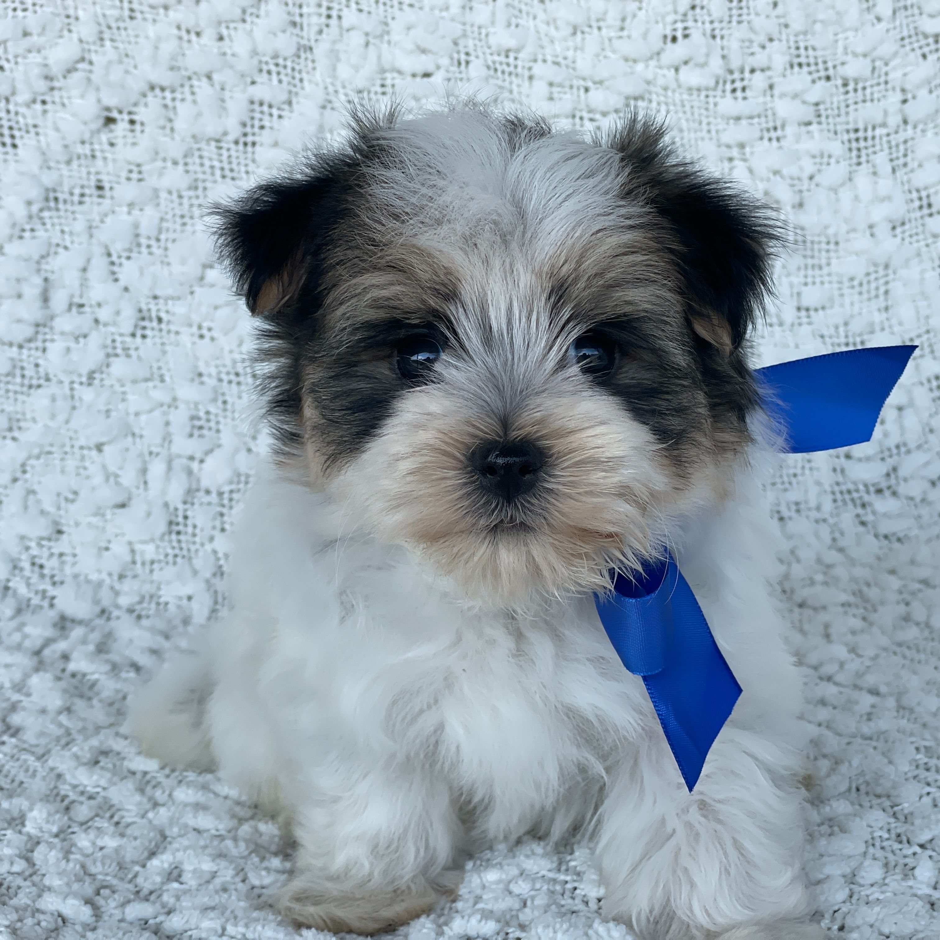 Racer, Morkie