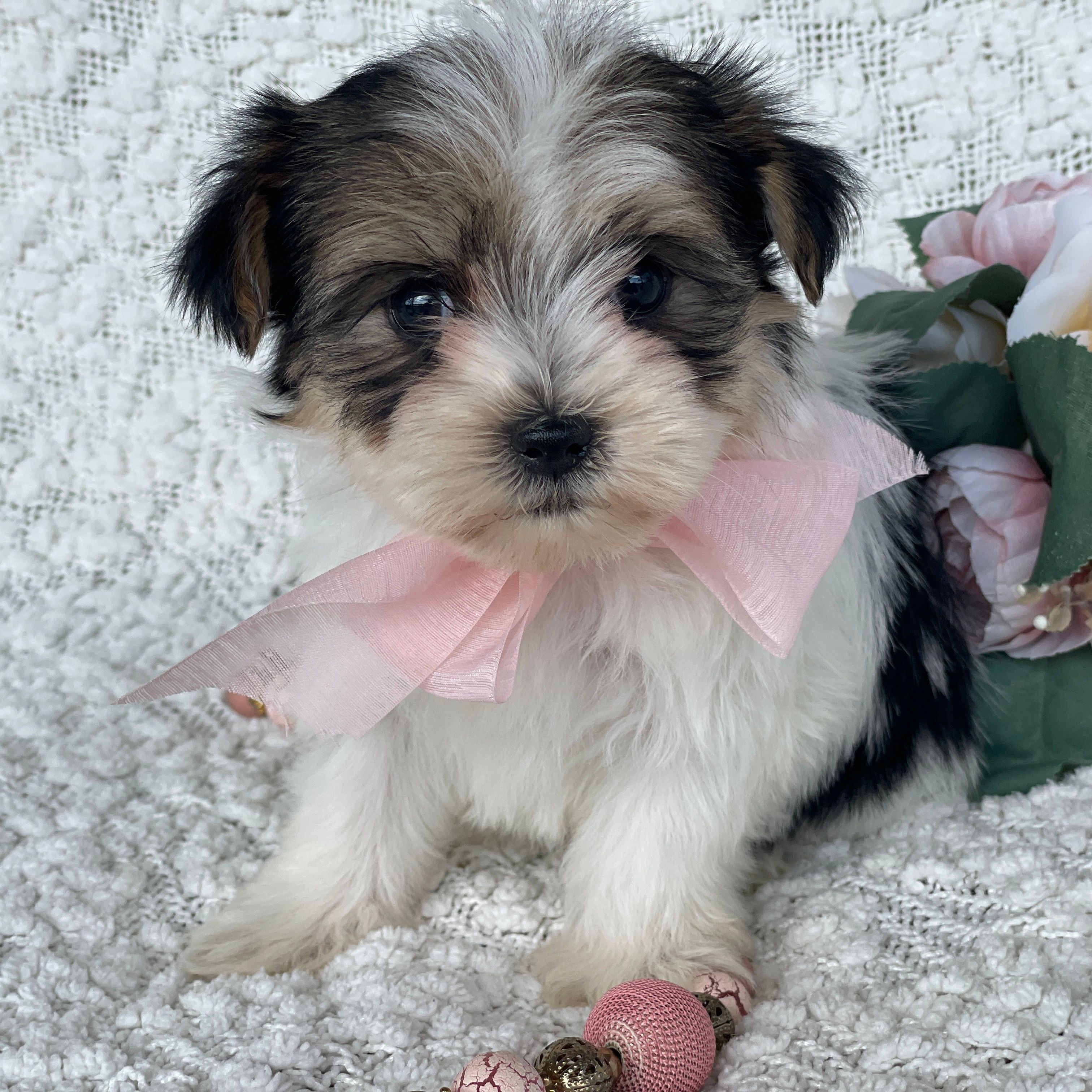 Rixie, Morkie