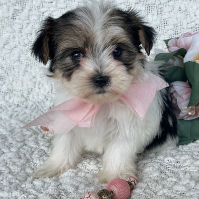 Rixie, Morkie