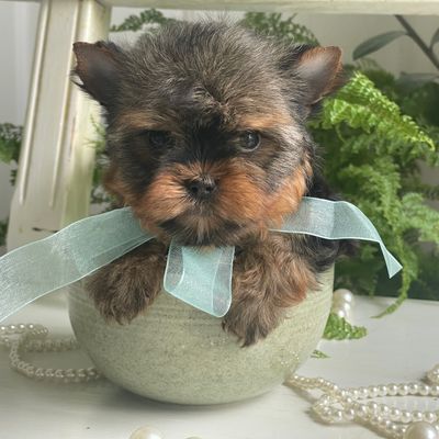 Cash, Yorkshire Terrier