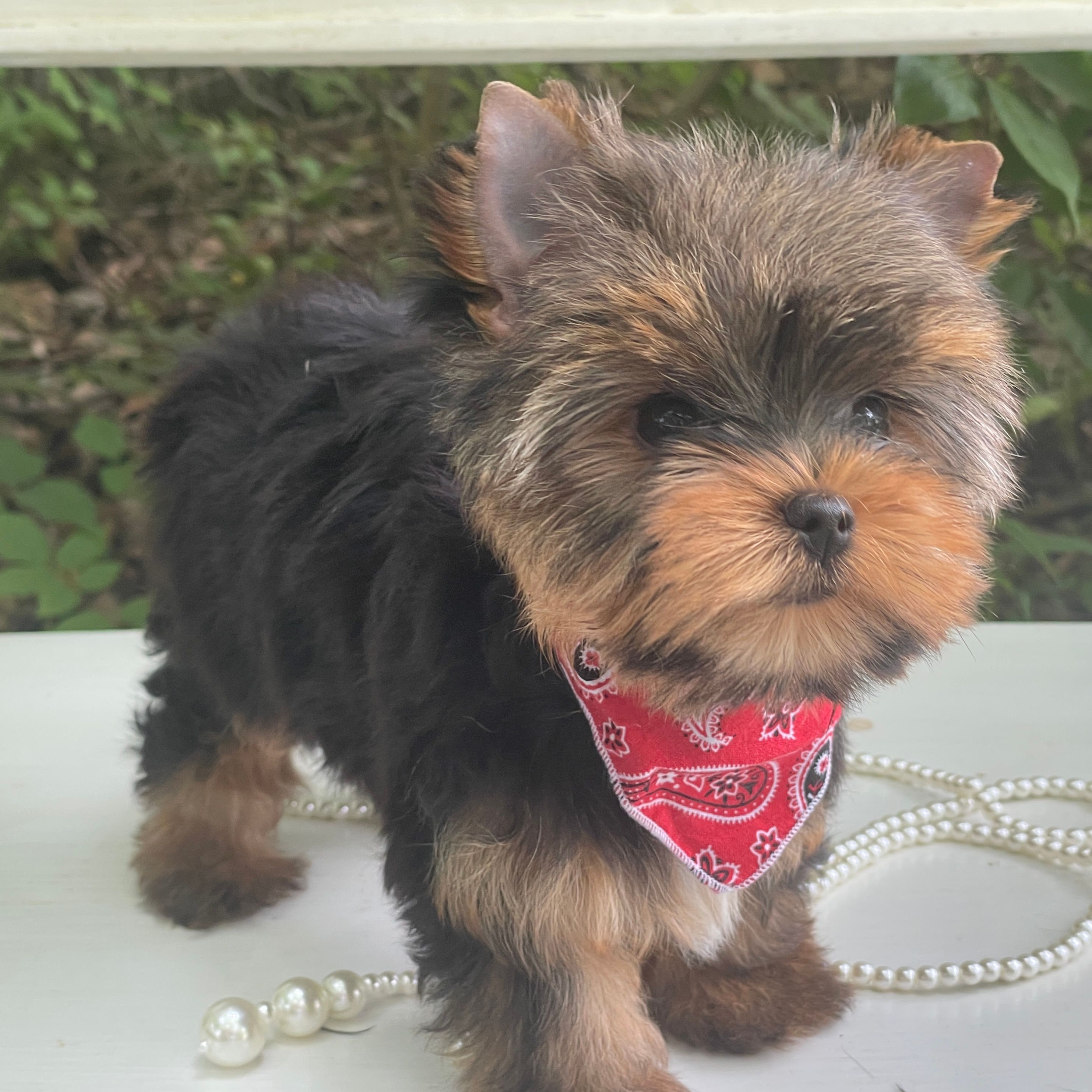 Cody, Yorkshire Terrier