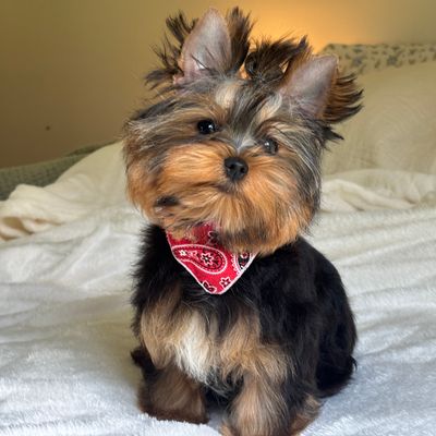 Cody, Yorkshire Terrier