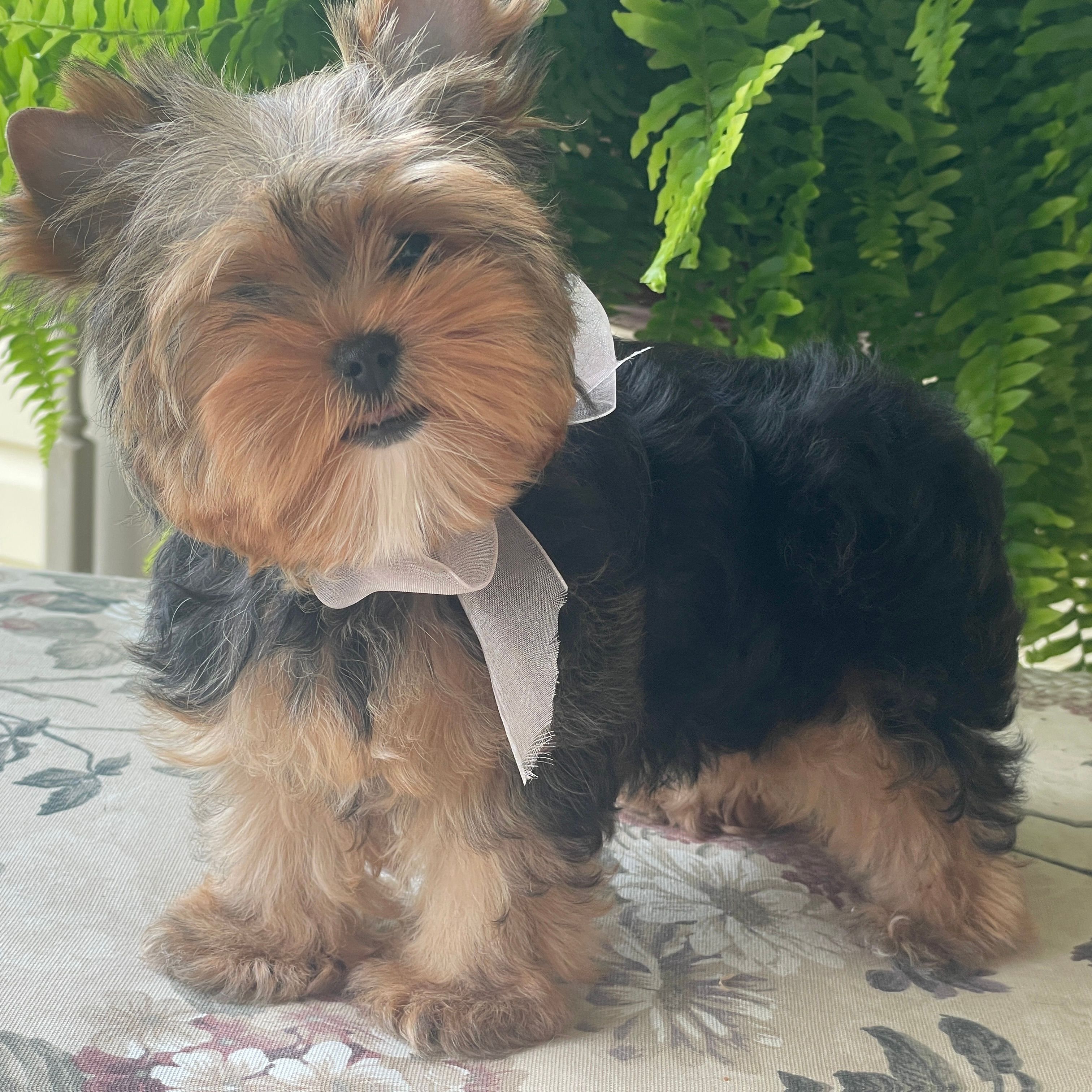 Izzy, F1 Biewer Yorkie
