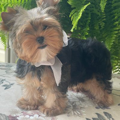 Izzy, F1 Biewer Yorkie