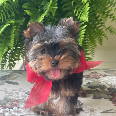 Itty Bitty, F1 Biewer Yorkie