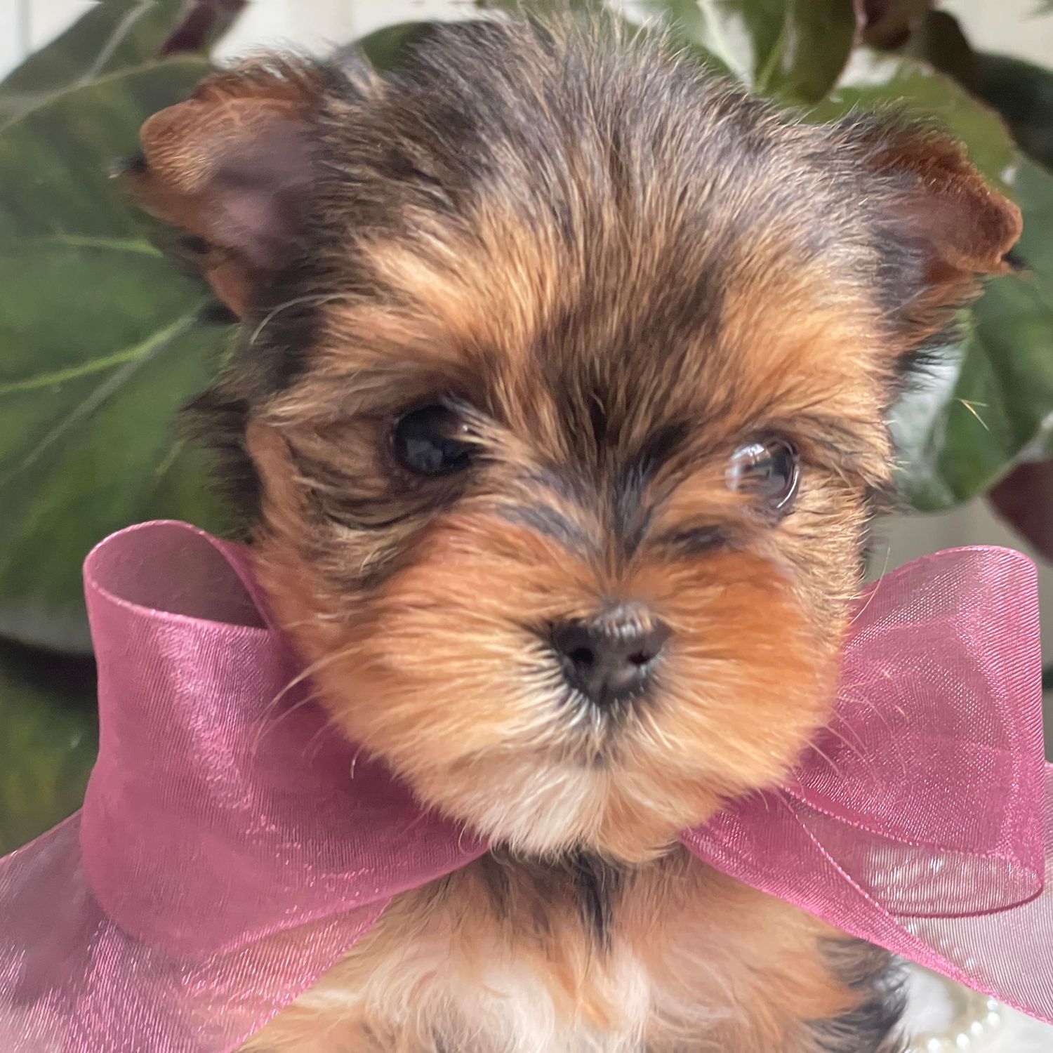 Inka