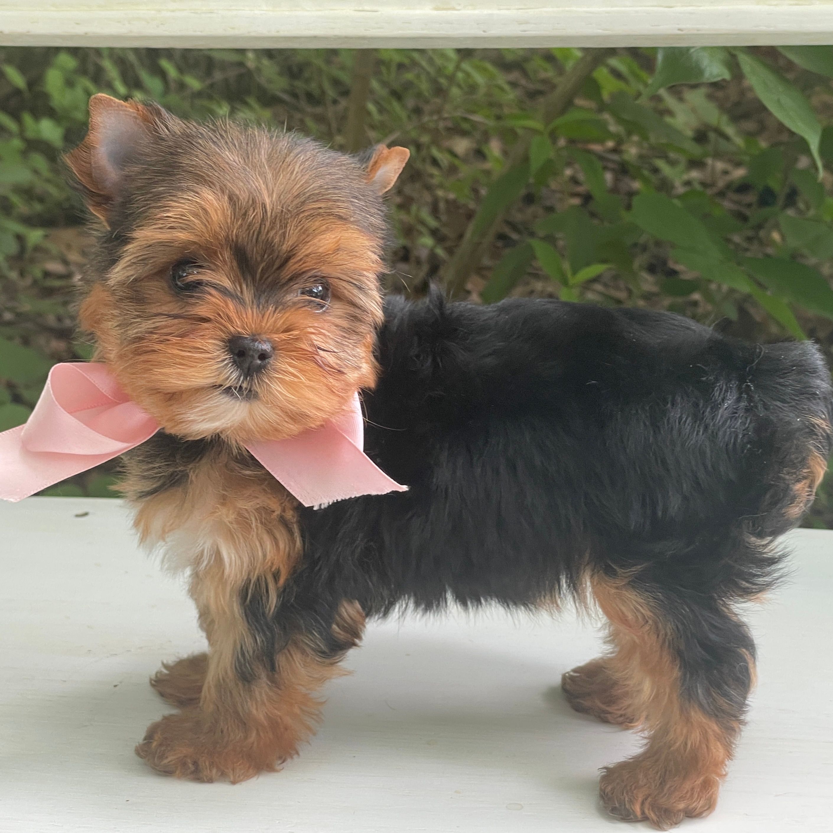 Inka, F1 Biewer Yorkie
