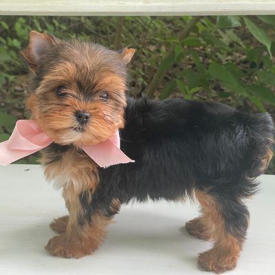 Inka, F1 Biewer Yorkie