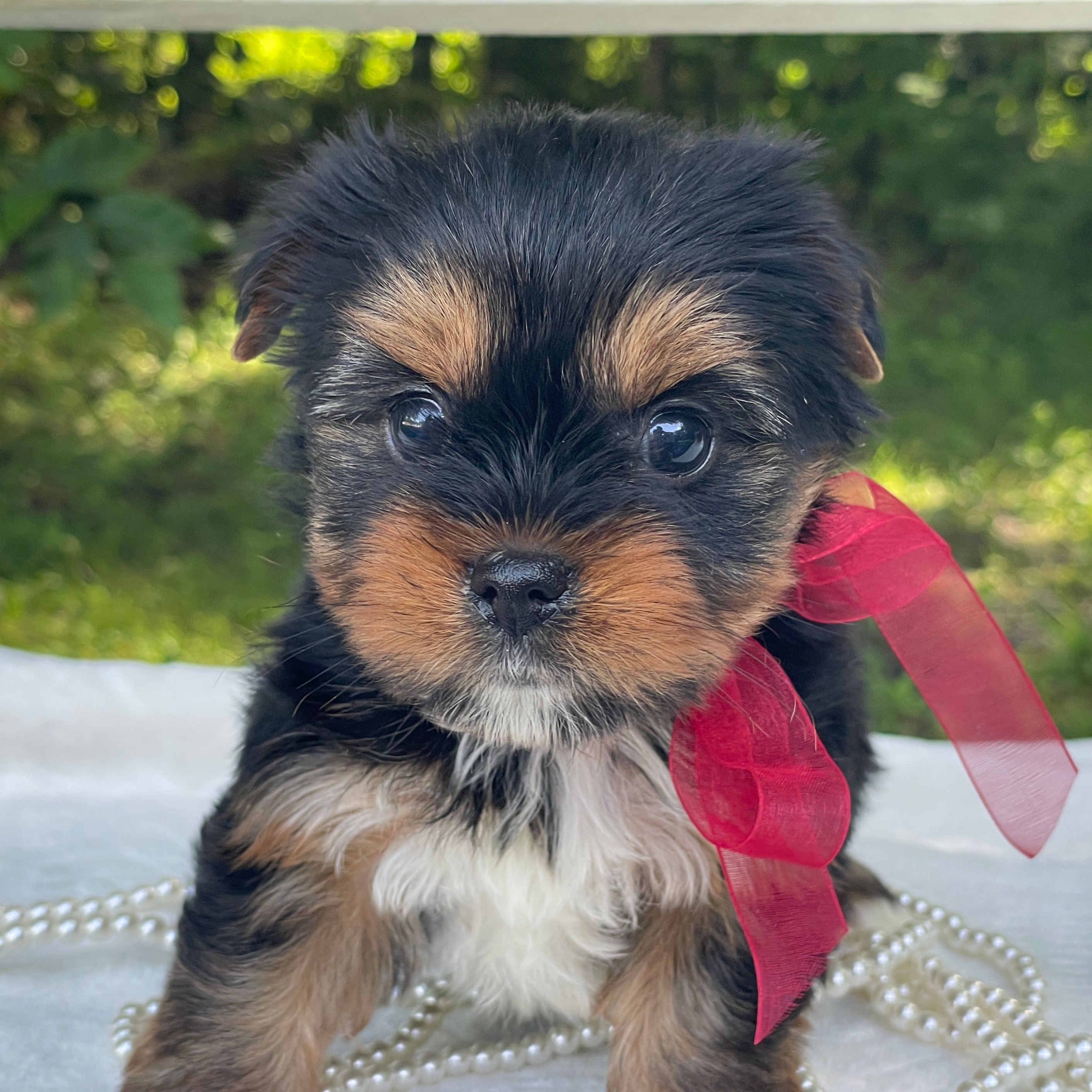 Ritzy, F1 Biewer Yorkie