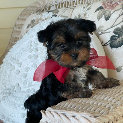Ritzy, F1 Biewer Yorkie
