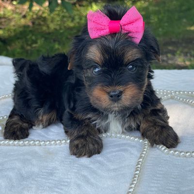 River, F1 Biewer Yorkie