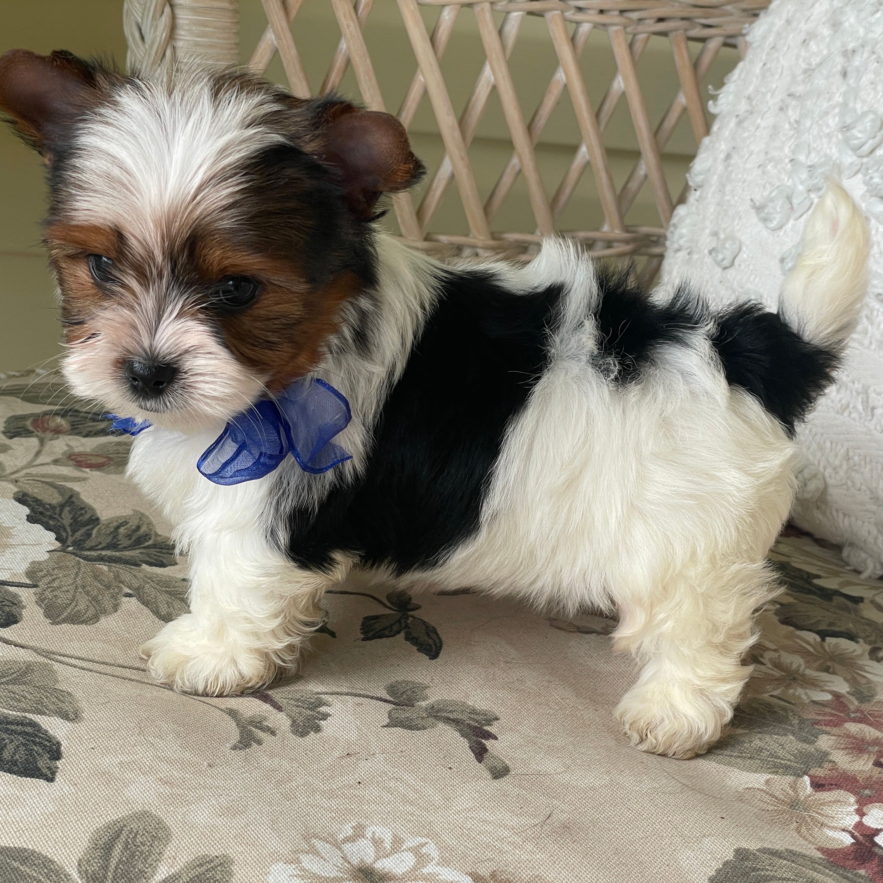 Prince, Biewer Yorkie