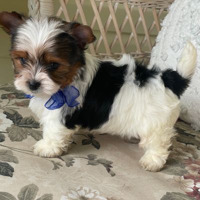Prince, Biewer Yorkie