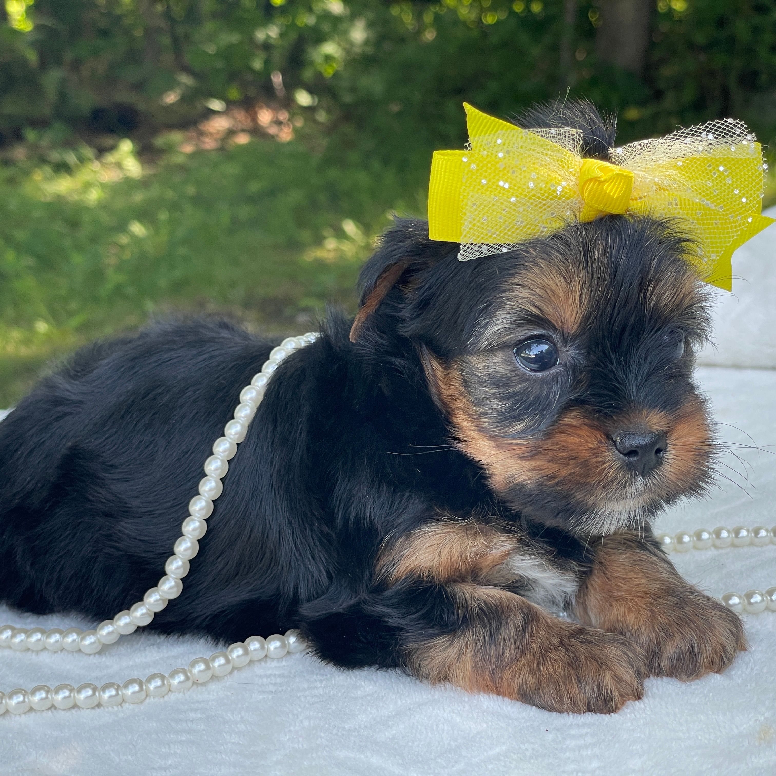 Raine, F1 Biewer Yorkie