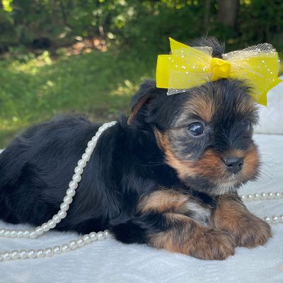 Raine, F1 Biewer Yorkie