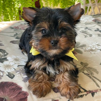 Raine, F1 Biewer Yorkie