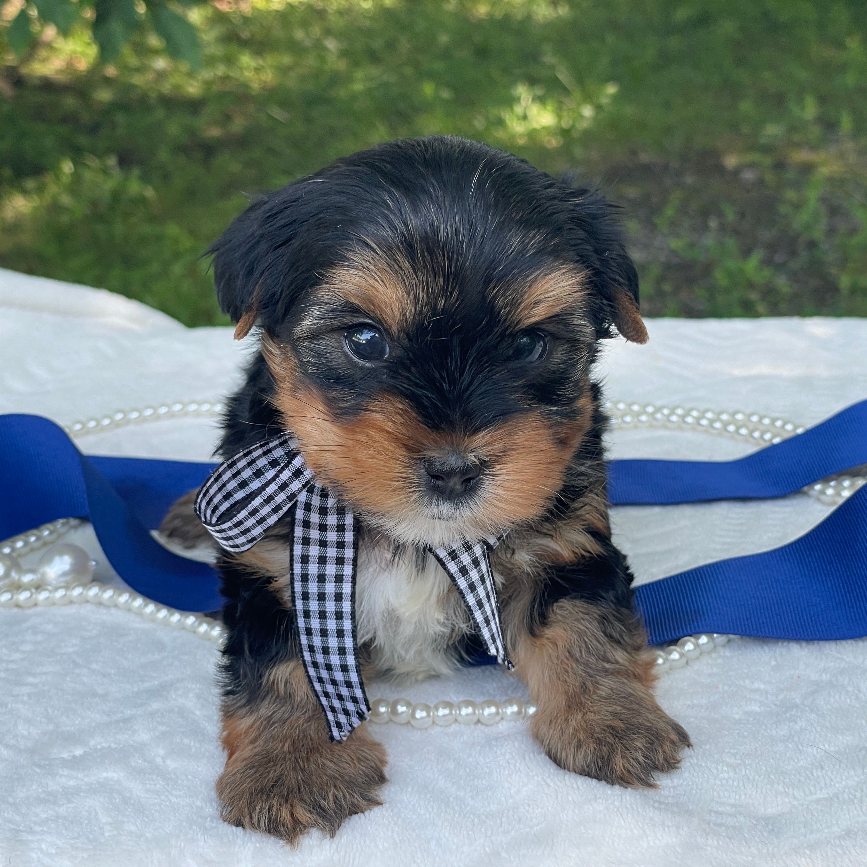 Royal, F1 Biewer Yorkie