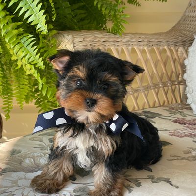 Royal, F1 Biewer Yorkie