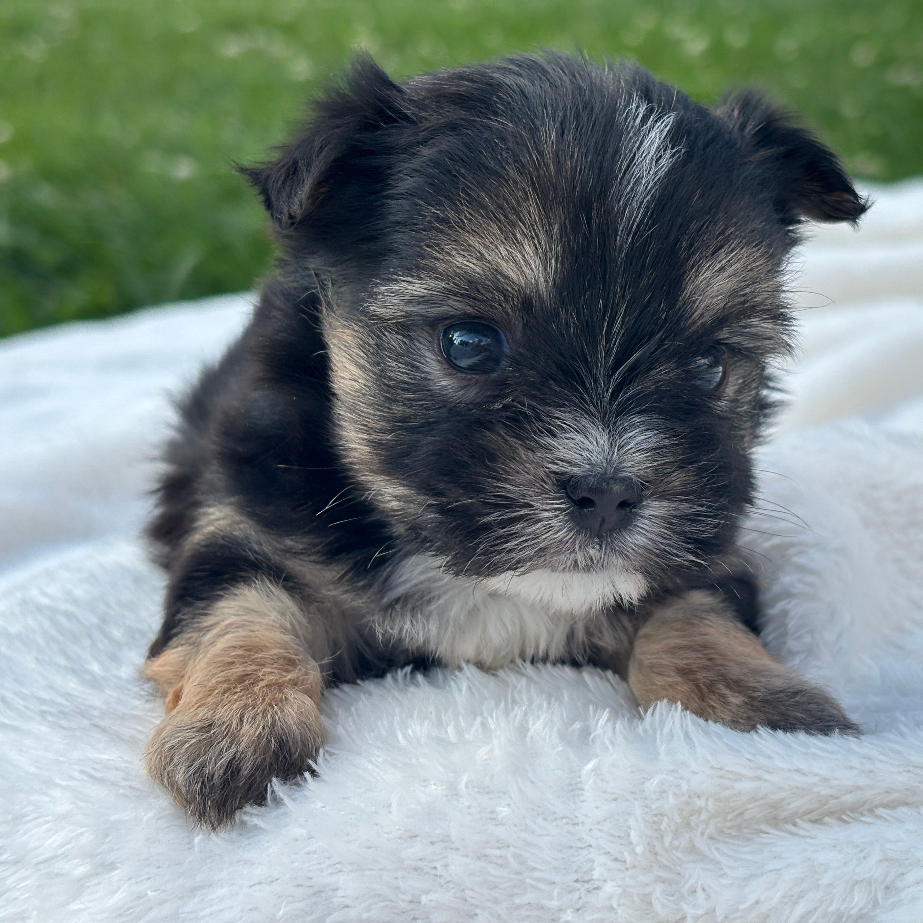 Waffles, Morkie