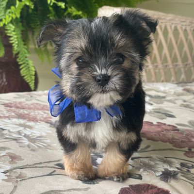 Waffles, Morkie