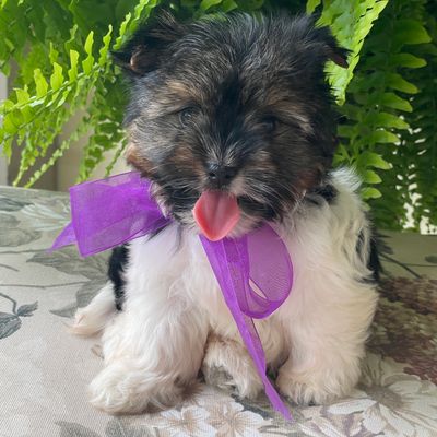 Pepper, Biewer Yorkie