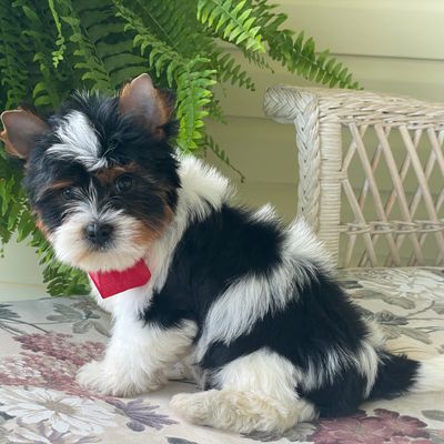Benji, Biewer Yorkie
