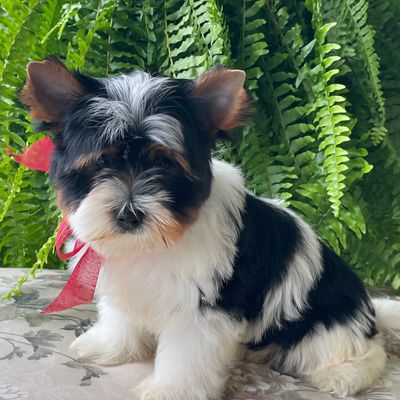 Benji, Biewer Yorkie