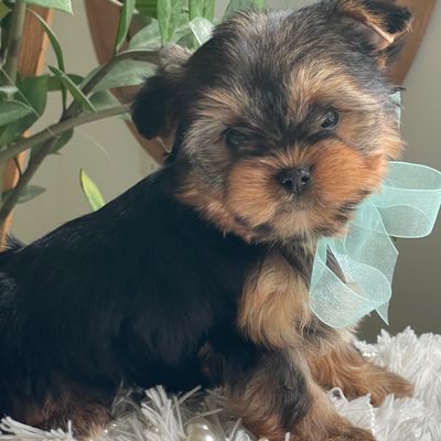 Theo, F1 Biewer Yorkie