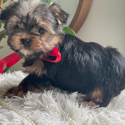 Teddie, F1 Biewer Yorkie