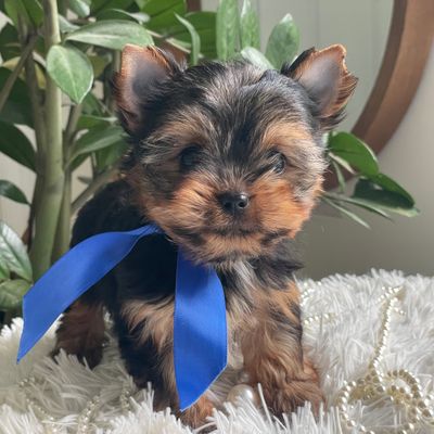 Taco, F1 Biewer Yorkie